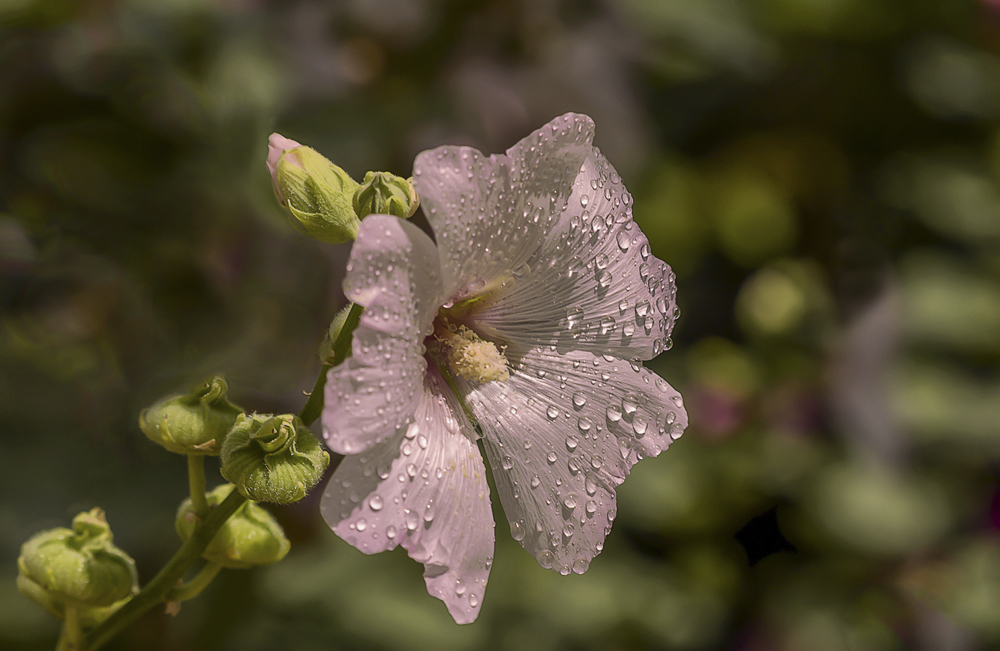 photo "***" tags: macro and close-up, nature, капли, мальва