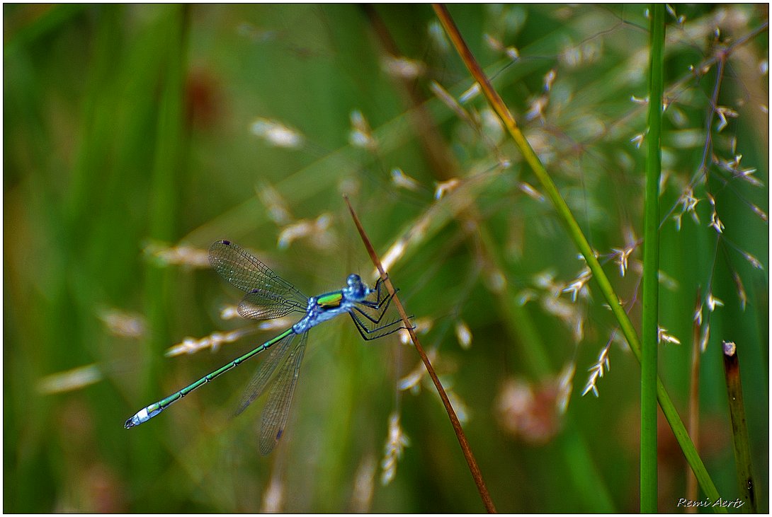 photo "***" tags: nature, macro and close-up, 