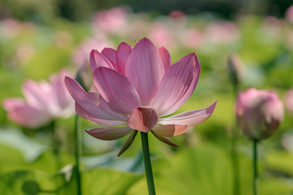 photo "***" tags: nature, macro and close-up, Russia, flowers, Волгоград, лотос, лотосы, розовый лотос