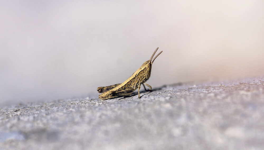 photo "***" tags: macro and close-up, кузнечик