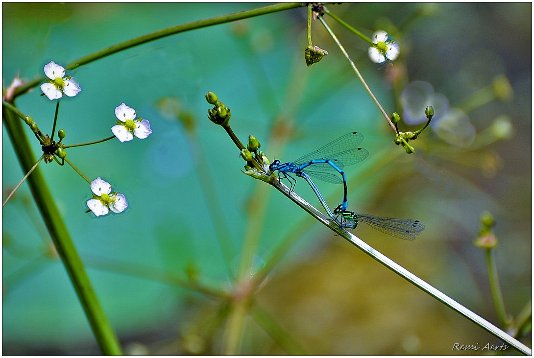 photo "***" tags: nature, macro and close-up, 