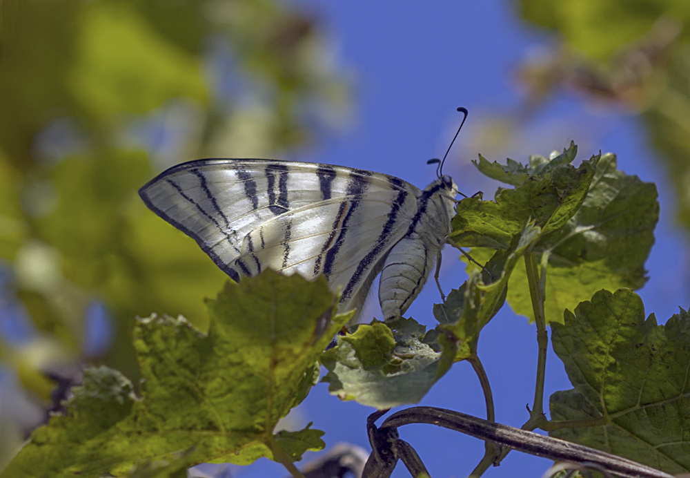 photo "***" tags: macro and close-up, butterfly