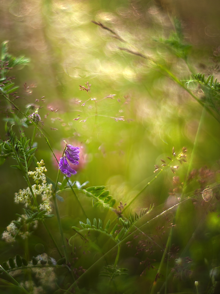 photo "***" tags: macro and close-up, nature, 