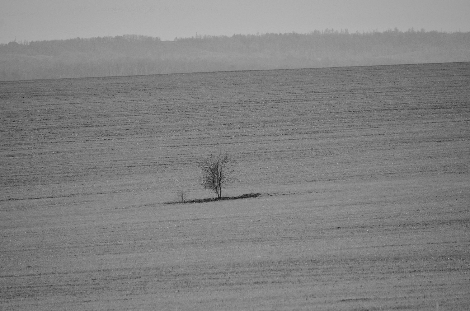 photo "***" tags: landscape, autumn, field, tree, одиночество