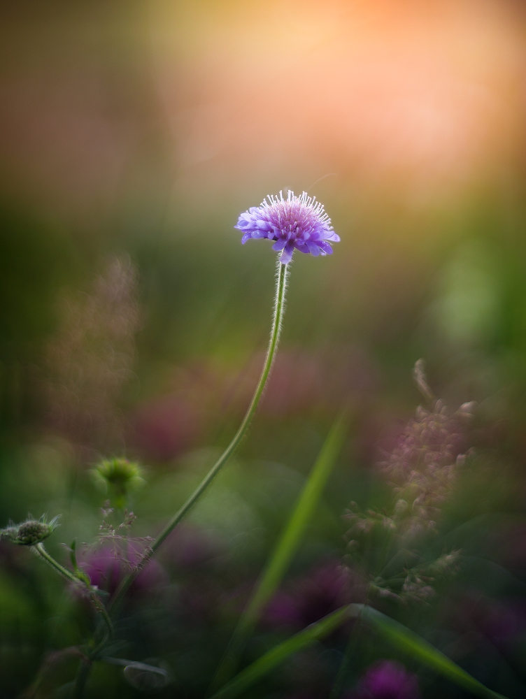 photo "***" tags: macro and close-up, 