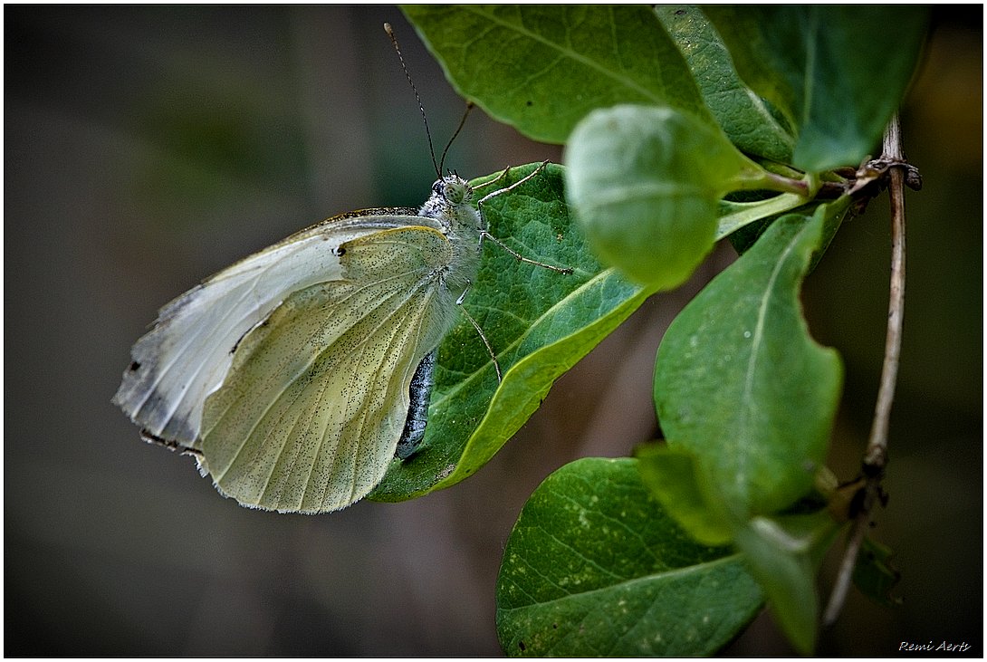 photo "***" tags: nature, macro and close-up, 