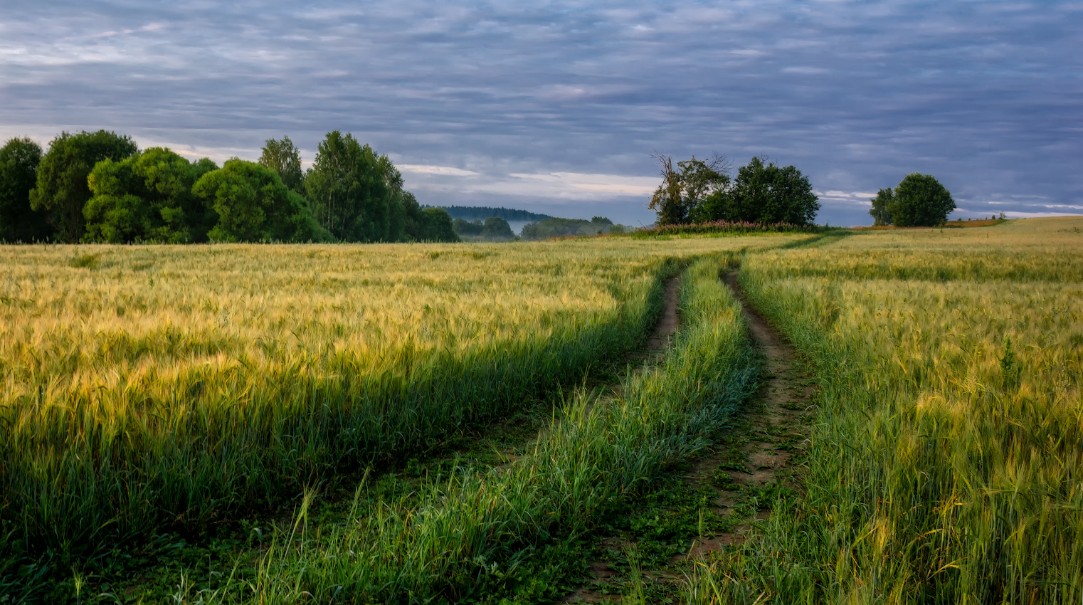 фото "в поле" метки: пейзаж, природа, 