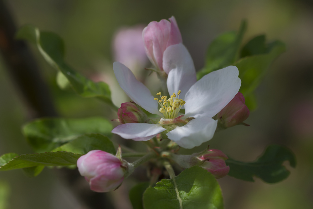 photo "***" tags: macro and close-up, яблоня