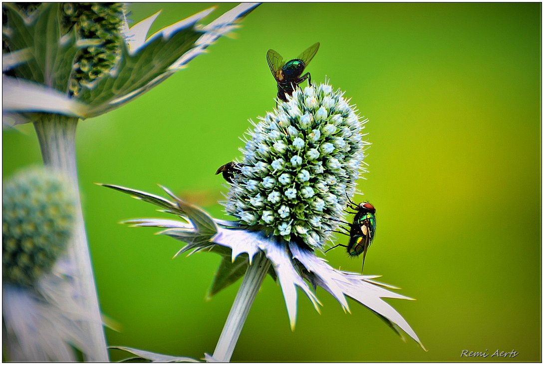 photo "***" tags: nature, macro and close-up, 