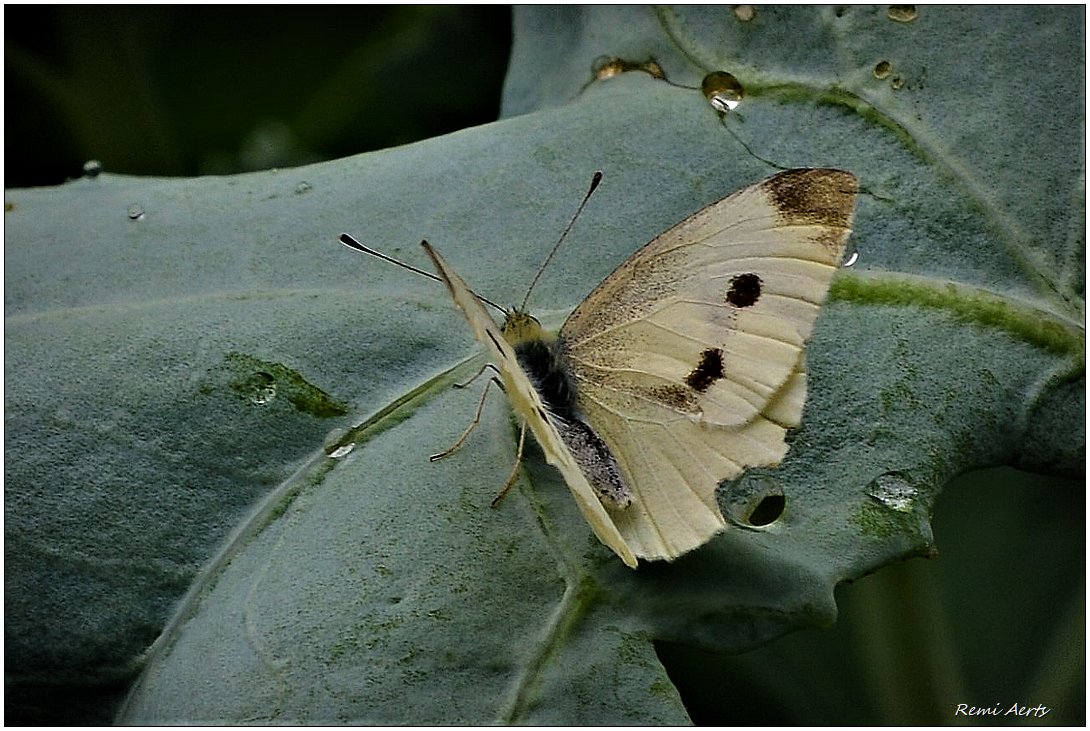 photo "***" tags: nature, macro and close-up, 