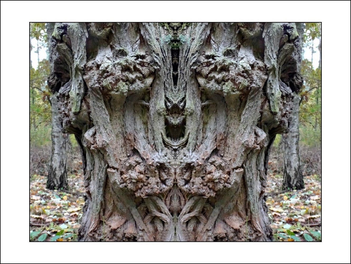 photo "der bissige" tags: digital art, macro and close-up, nature, close-up, mirror, mono, still, the snappy - bark, tree