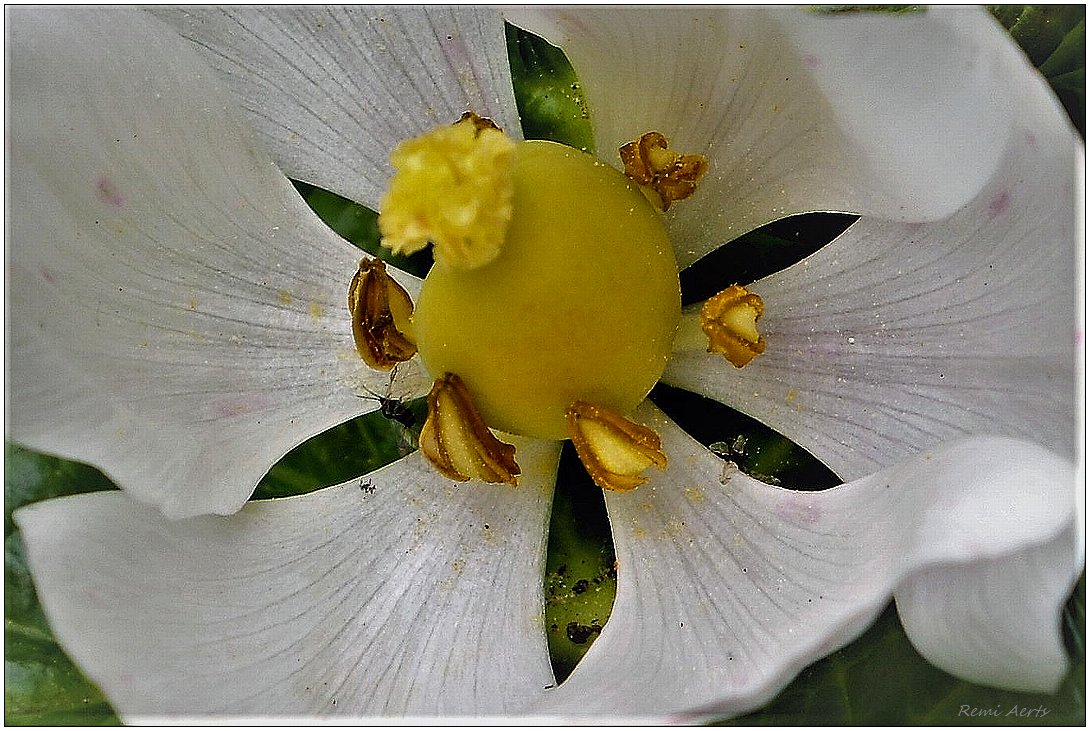 photo "***" tags: nature, macro and close-up, 