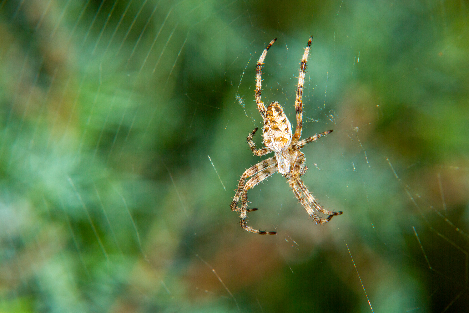 photo "***" tags: nature, macro and close-up, 