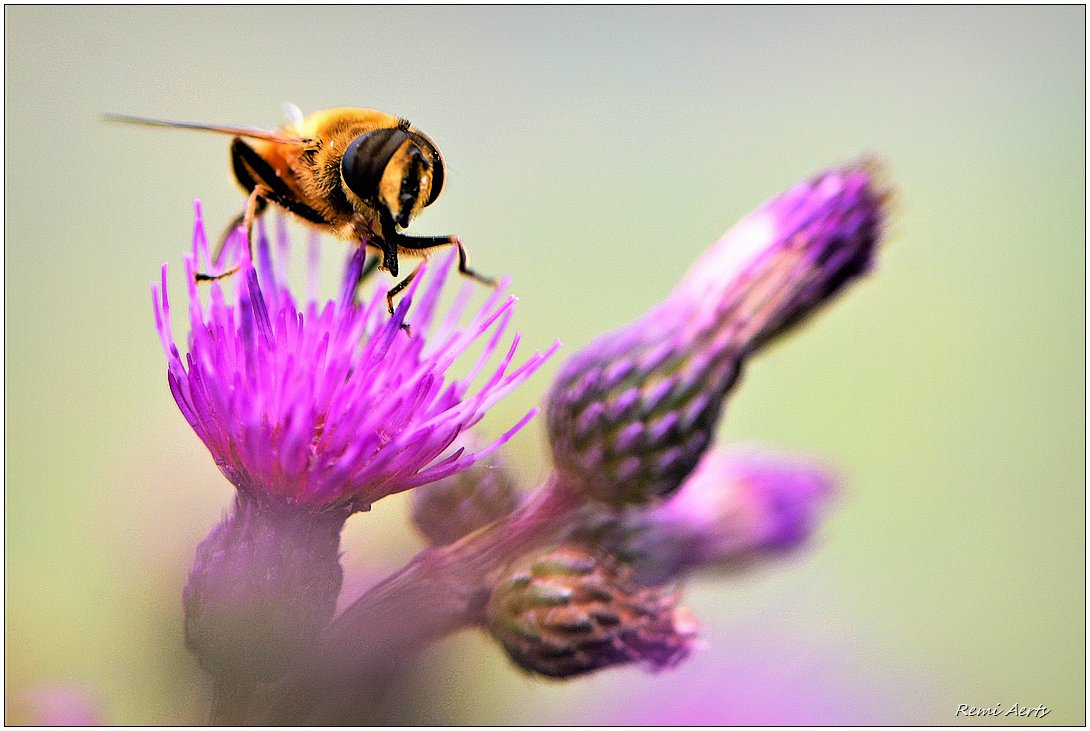 photo "***" tags: nature, macro and close-up, 