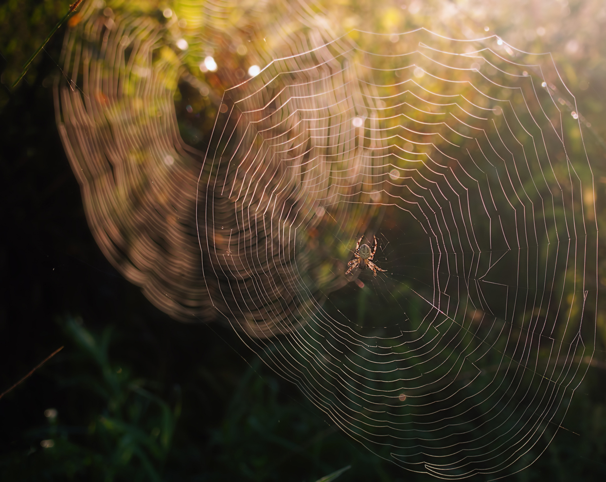 photo "***" tags: macro and close-up, morning, summer