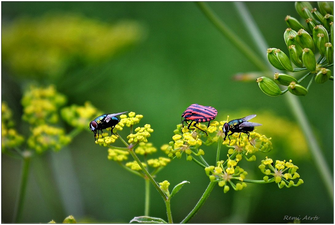 photo "***" tags: nature, macro and close-up, 