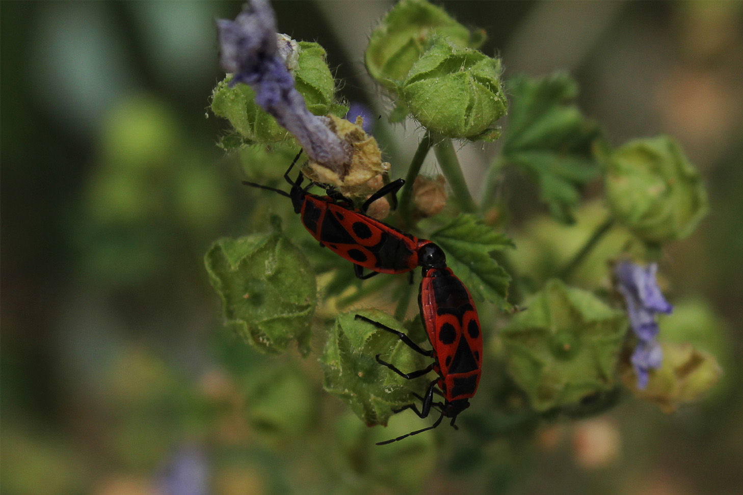 photo "солдатики" tags: macro and close-up, spring, жучки