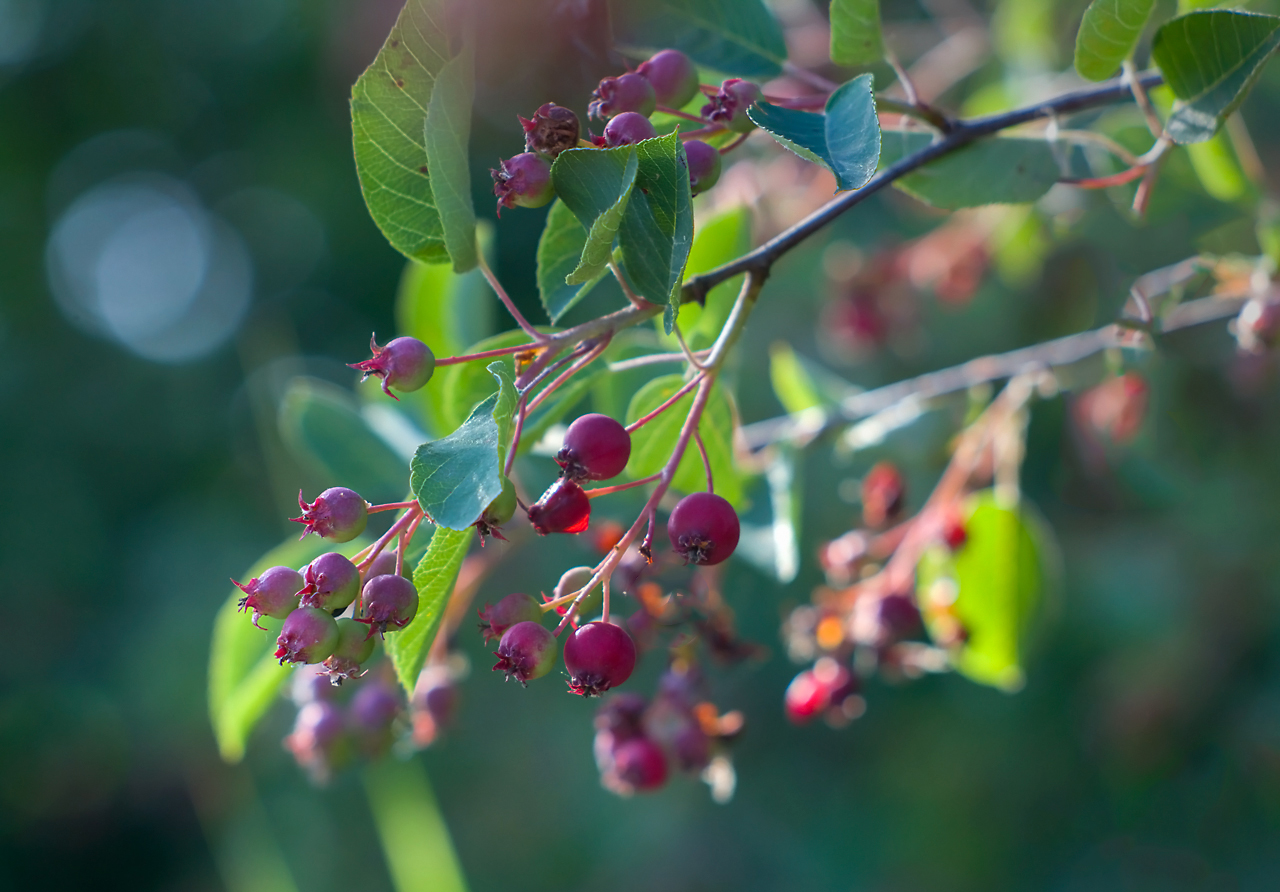 photo "***" tags: macro and close-up, 