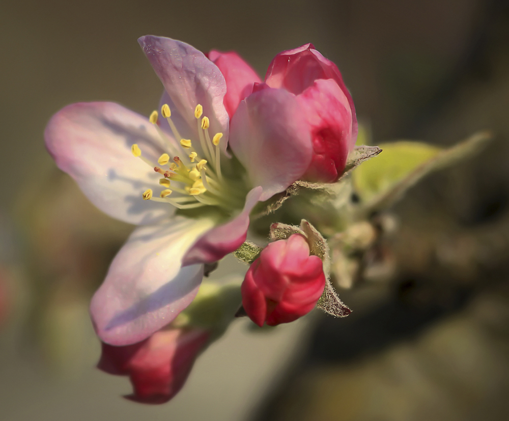 photo "***" tags: macro and close-up, яблоня