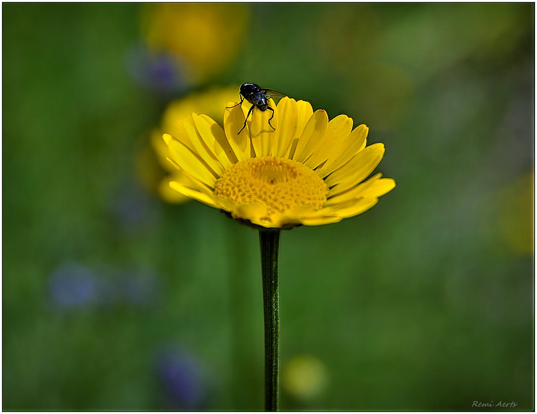 photo "***" tags: nature, macro and close-up, 