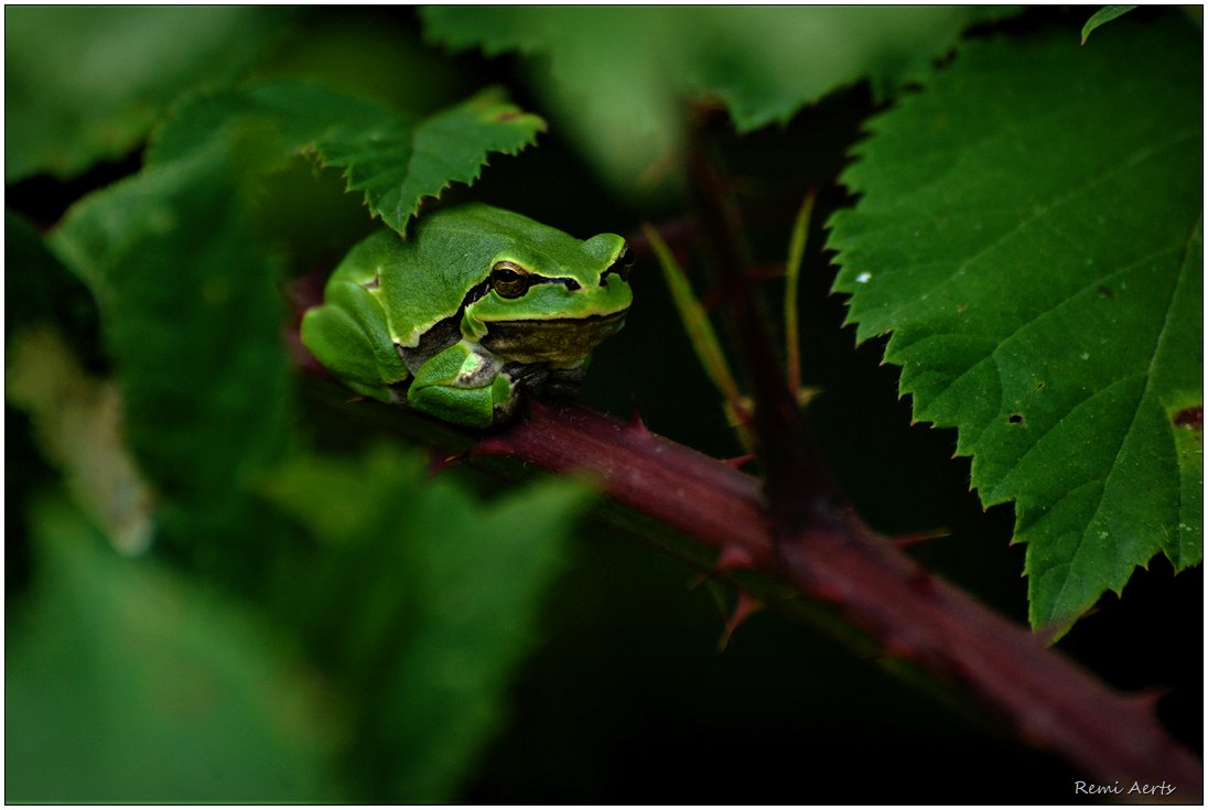 photo "European tree frogs" tags: nature, macro and close-up, European tree frogs are small, and females range from 40–50 m