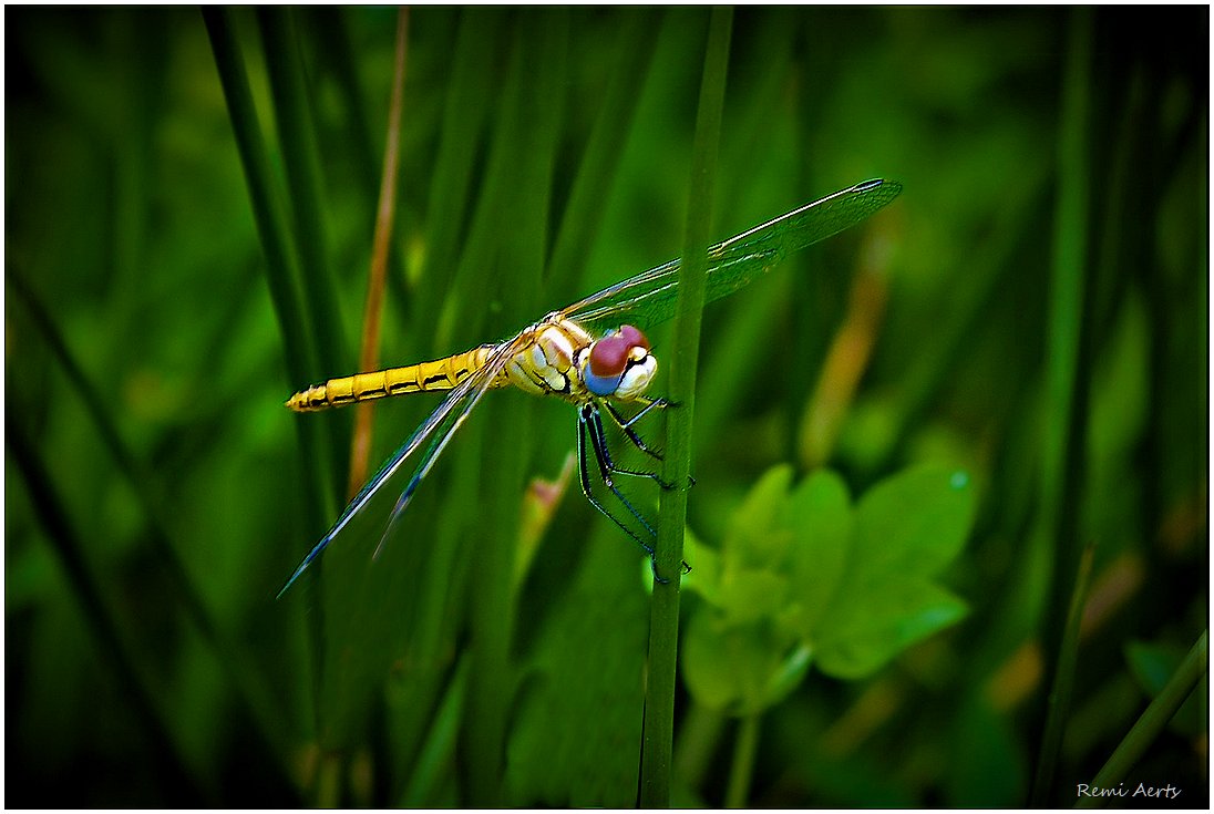 photo "***" tags: nature, macro and close-up, 