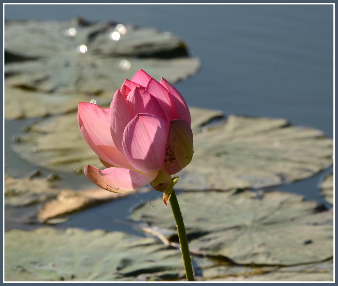 photo "***" tags: nature, flowers, summer, водоем, лотос