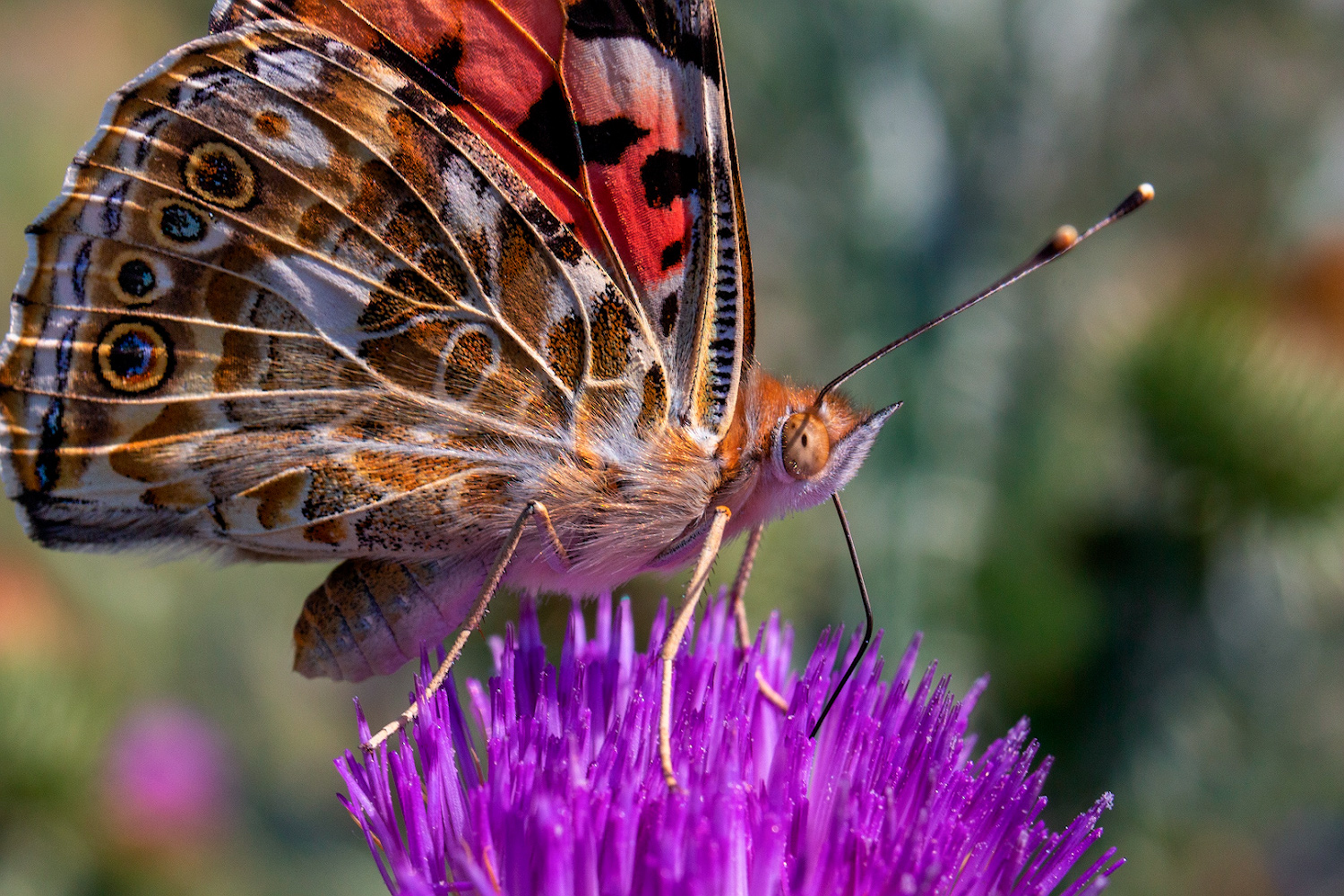 photo "***" tags: macro and close-up, 