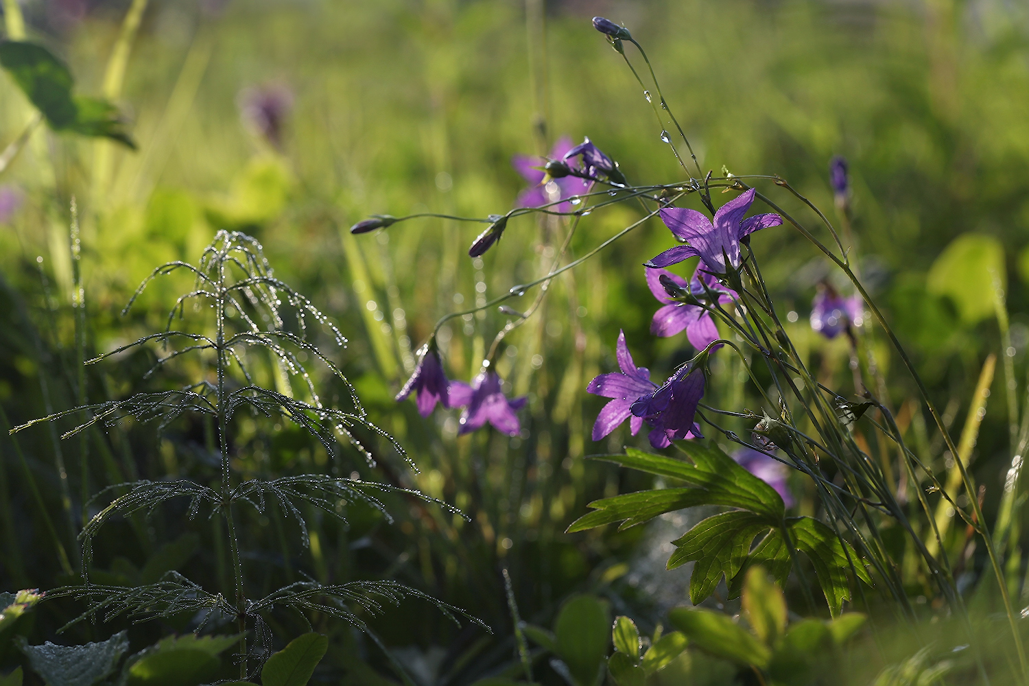 photo "***" tags: macro and close-up, 