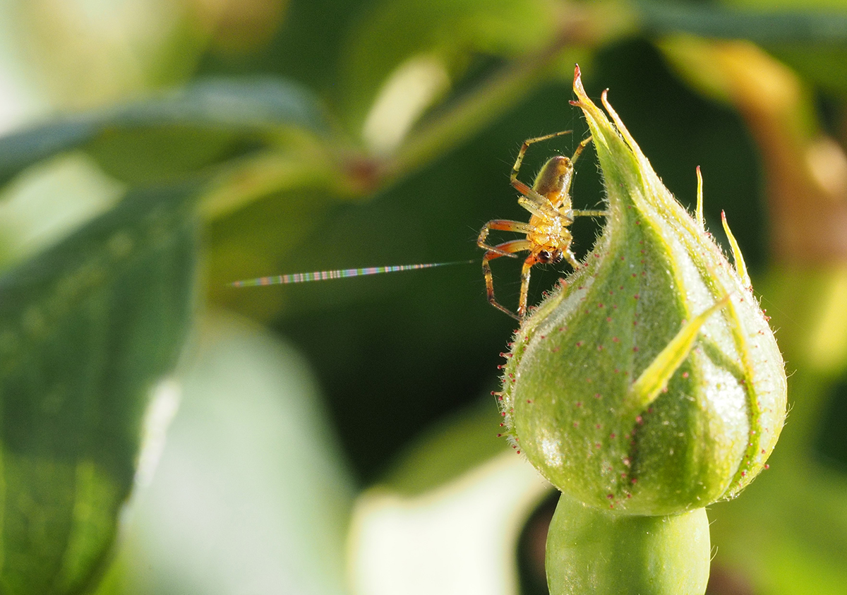 photo "Spiderman shooting his web" tags: macro and close-up, nature, portrait, Macro Nature