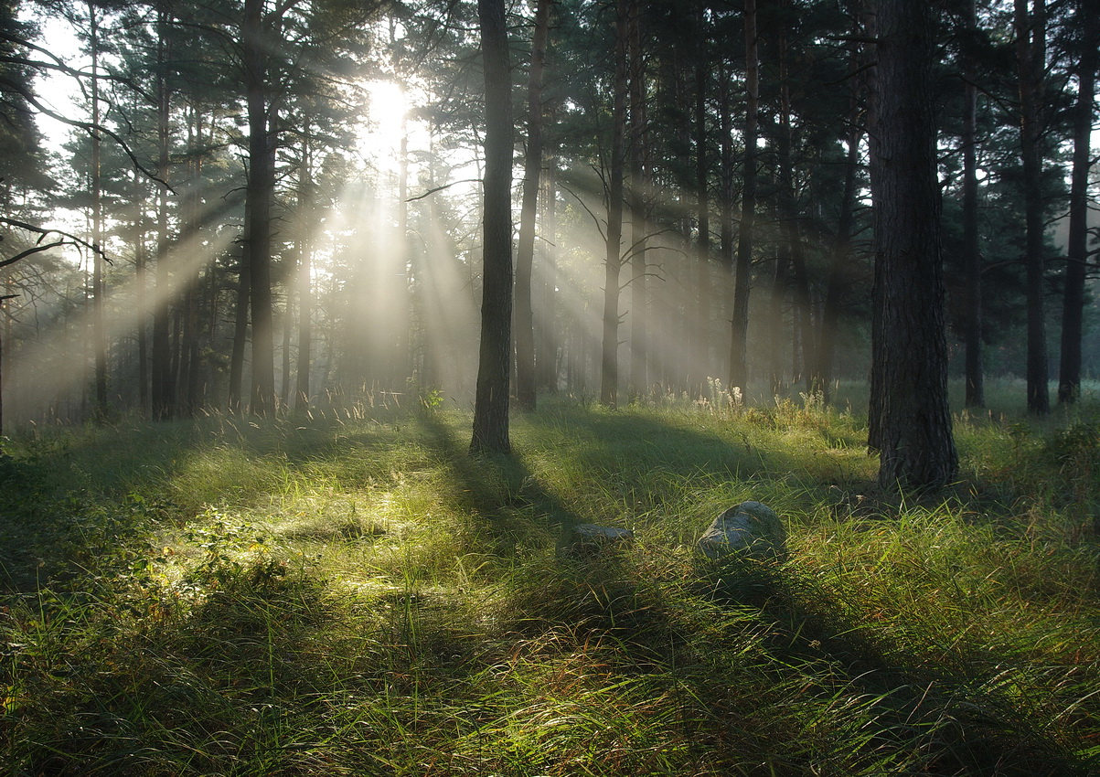 фото "Утро в лесу" метки: природа, пейзаж, 