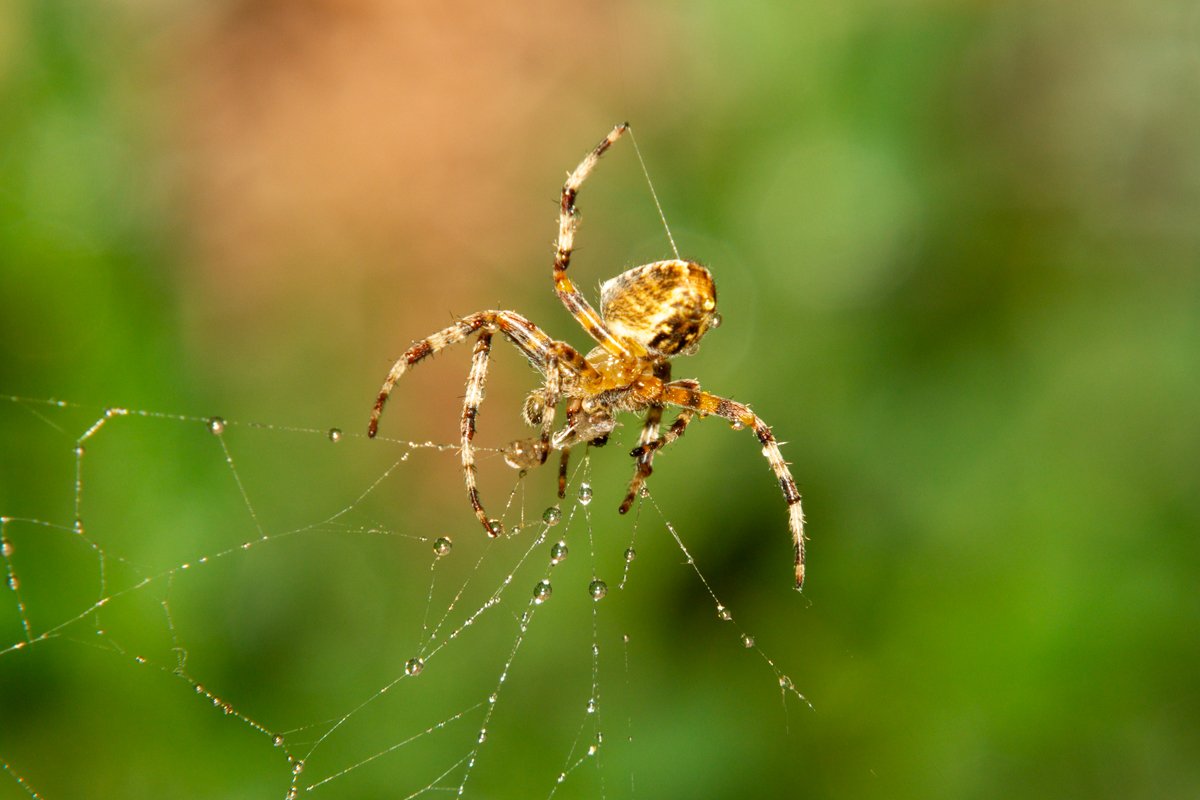 photo "***" tags: nature, macro and close-up, 