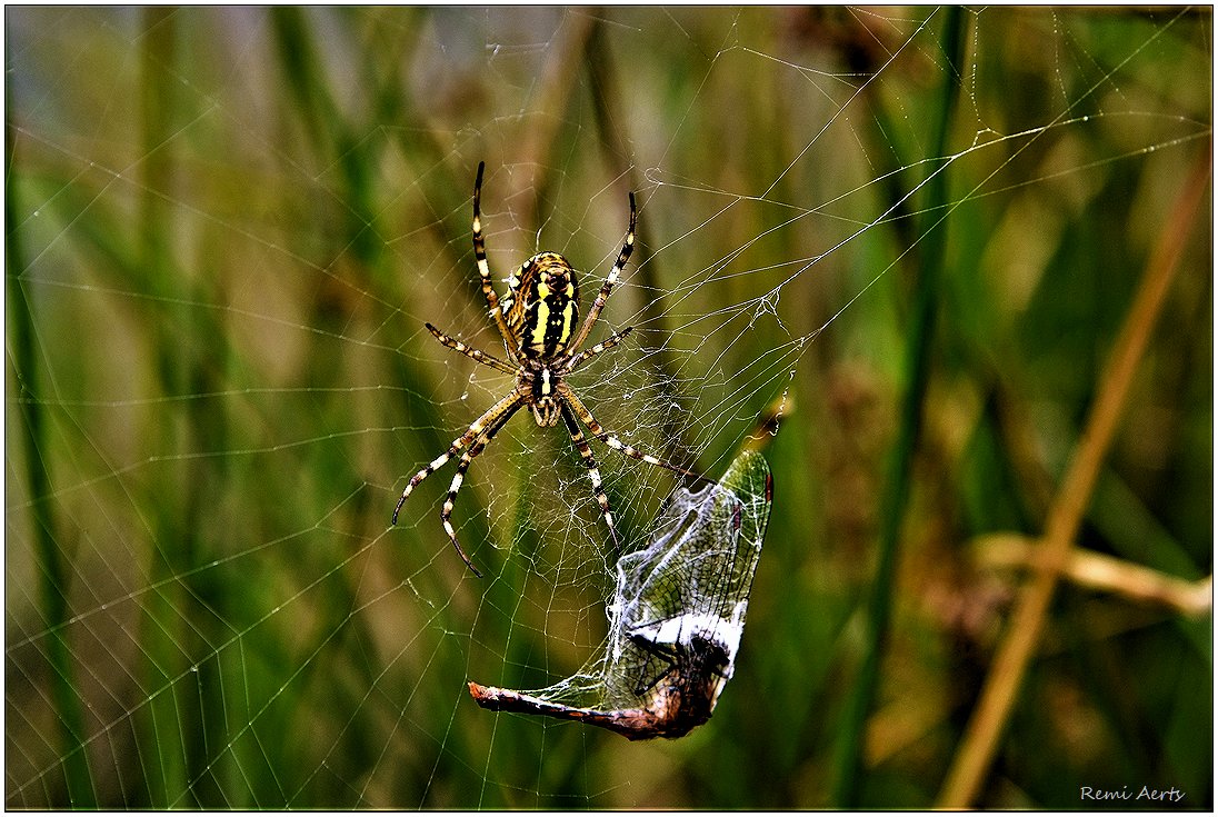 photo "***" tags: macro and close-up, nature, 