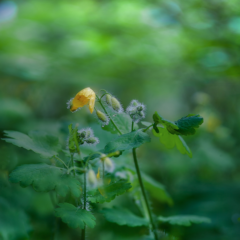 photo "***" tags: macro and close-up, 