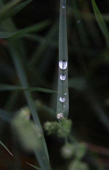 photo "tears of rain" tags: nature, macro and close-up, reporting, 