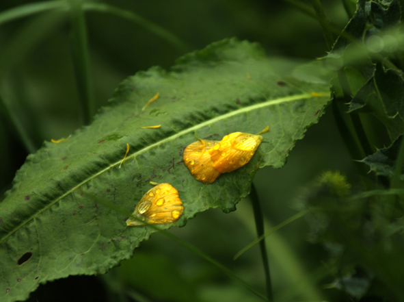 photo "tears of rain" tags: , 