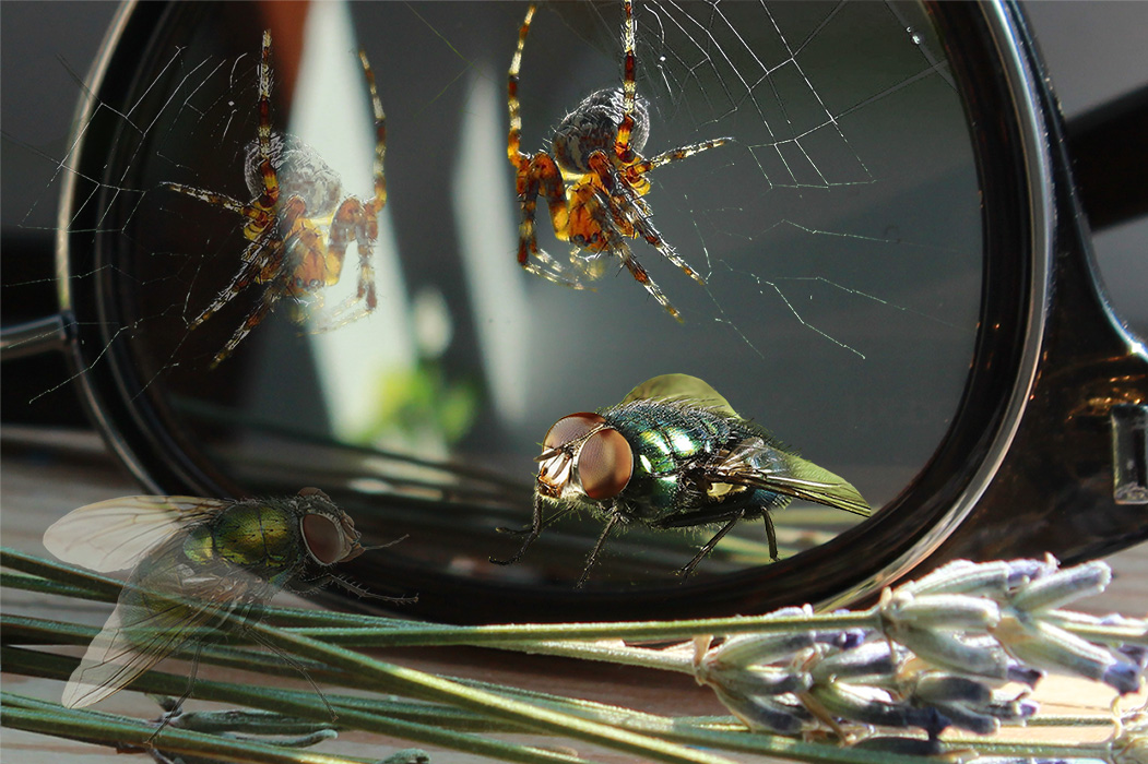 photo "волшебные очки" tags: montage, reflections, spider, муха, очки, сеть