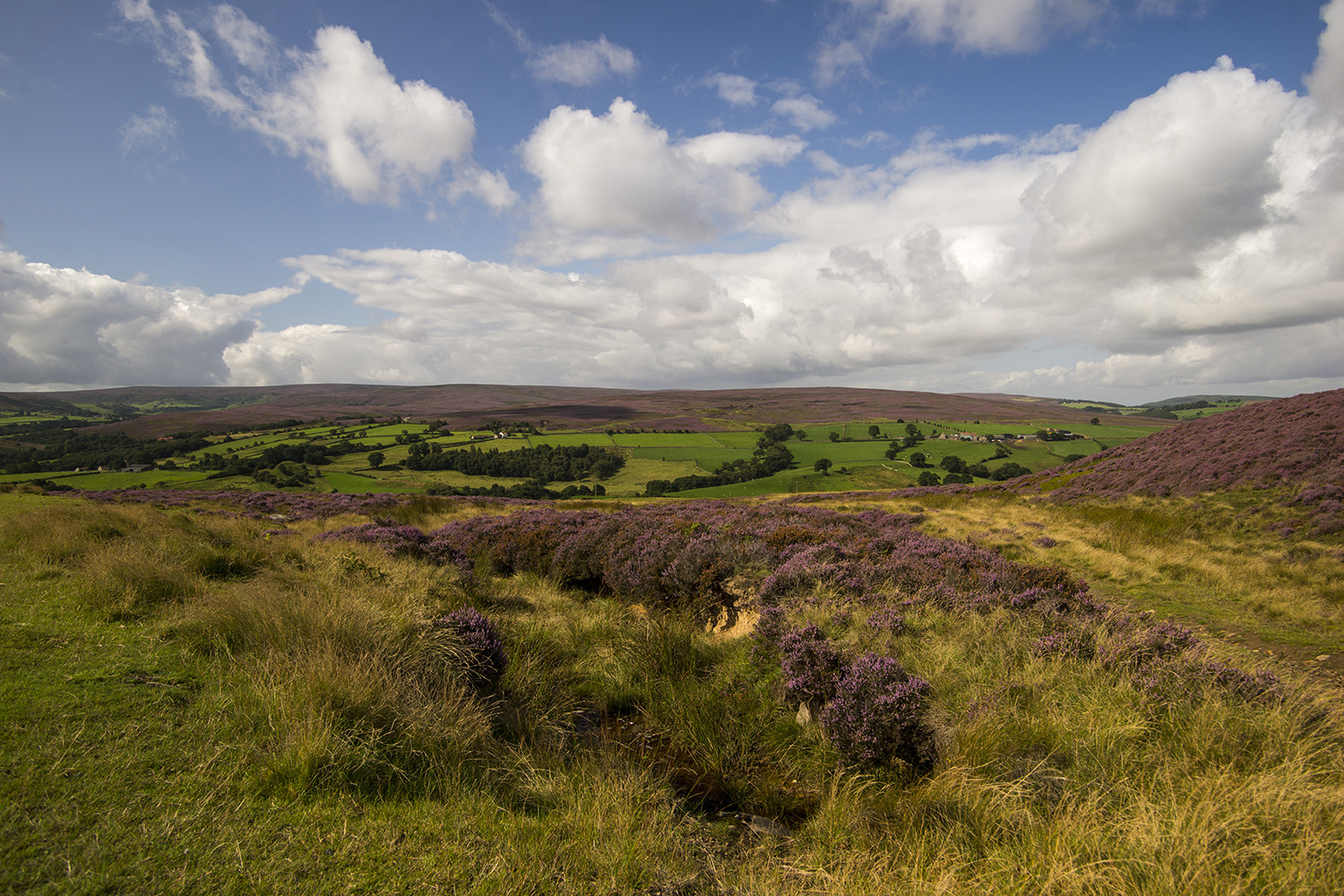 фото "Yorkshire Moors..." метки: природа, пейзаж, 