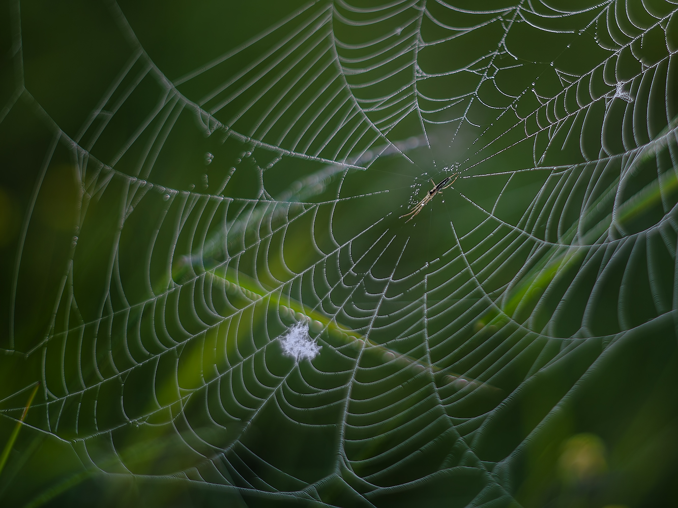 photo "***" tags: macro and close-up, 