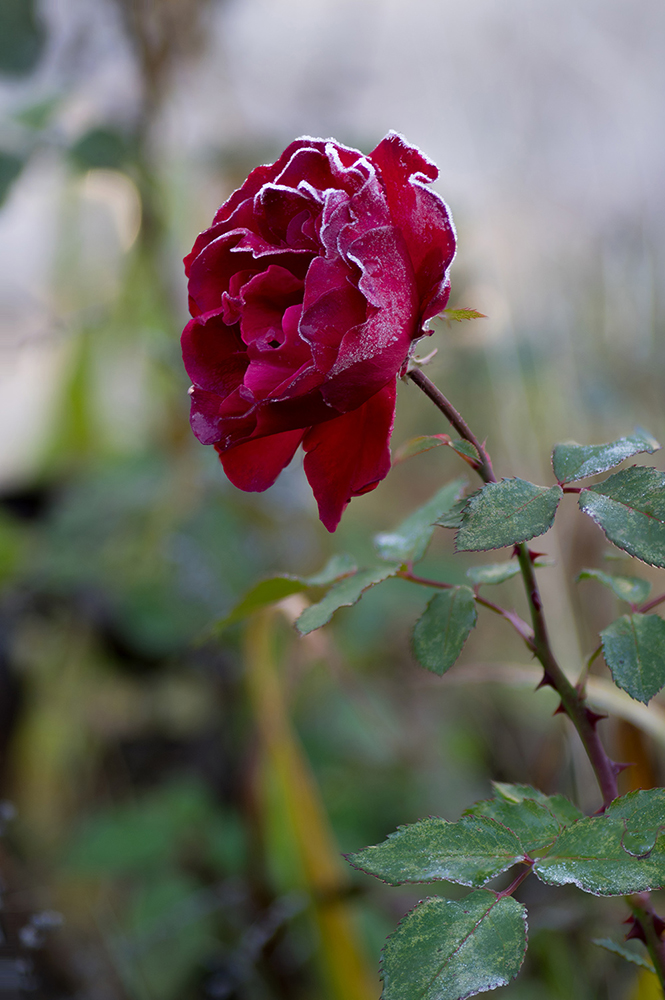 photo "***" tags: nature, macro and close-up, misc., 