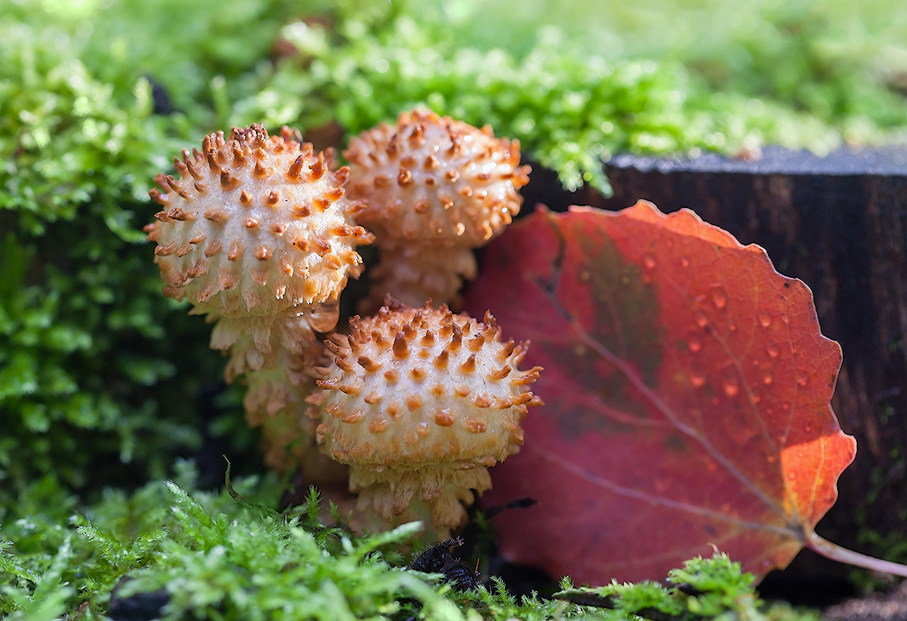 photo "***" tags: macro and close-up, 