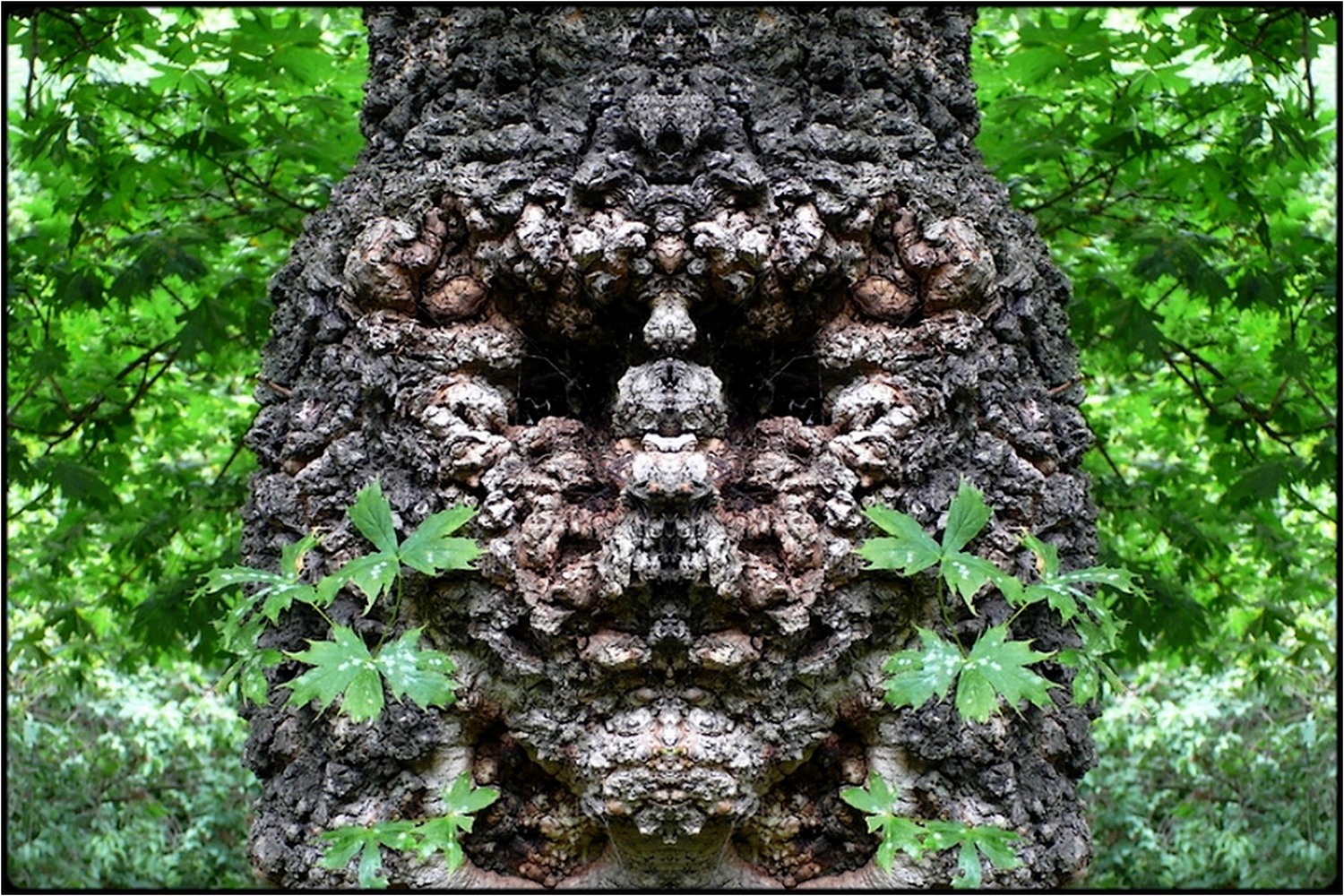 photo "der grimme götze - the grim god" tags: digital art, nature, macro and close-up, bark, close-up, mirror, tree