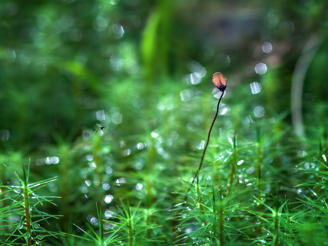 photo "***" tags: macro and close-up, 