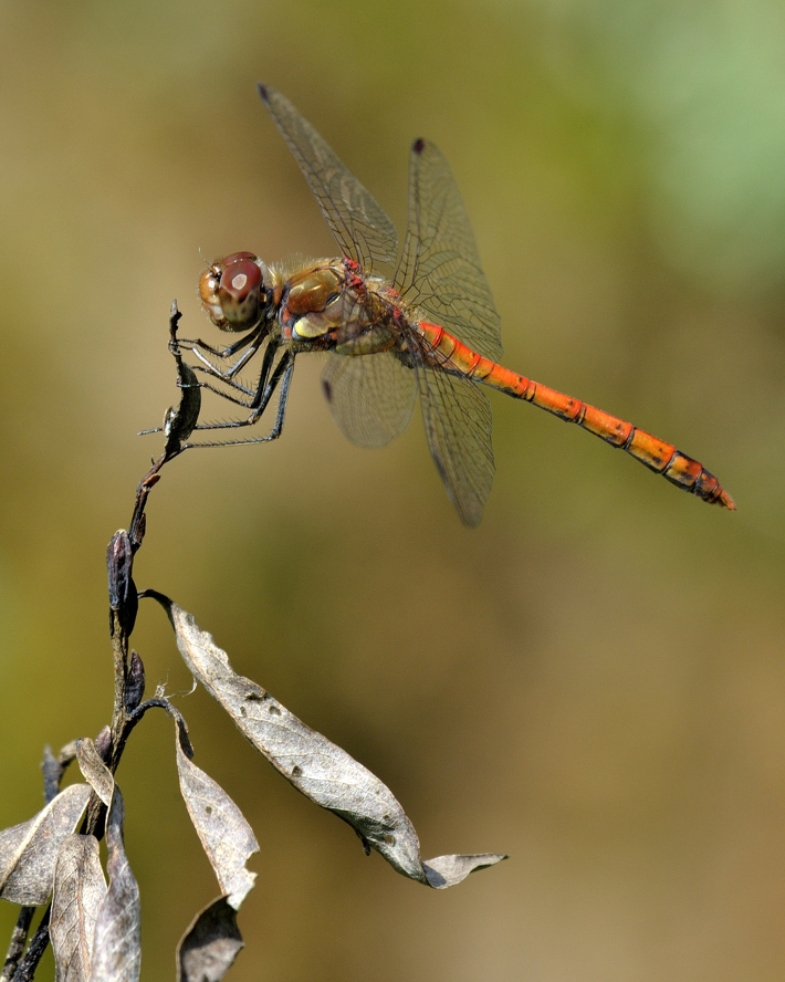 photo "***" tags: macro and close-up, 