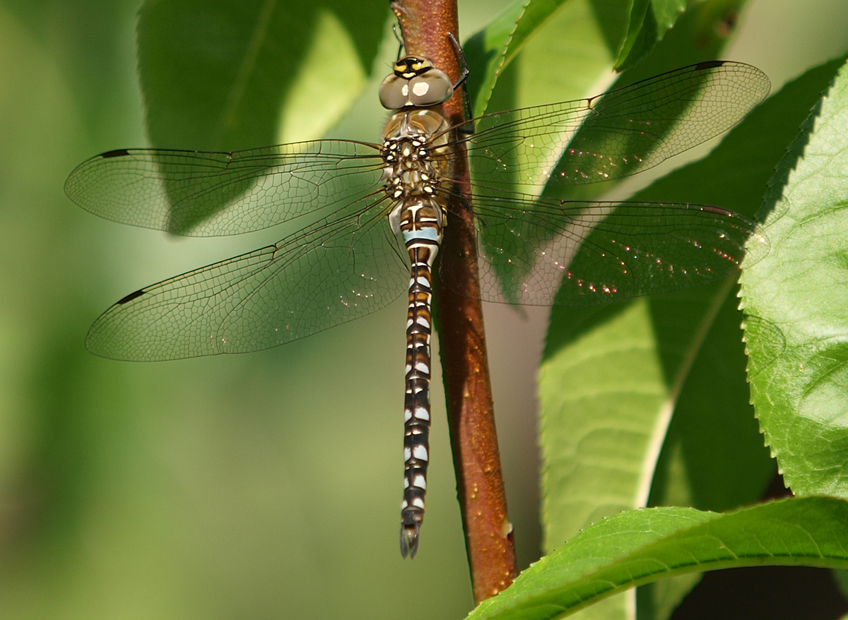 photo "Chill Out Dragonfly" tags: macro and close-up, nature, reporting, 