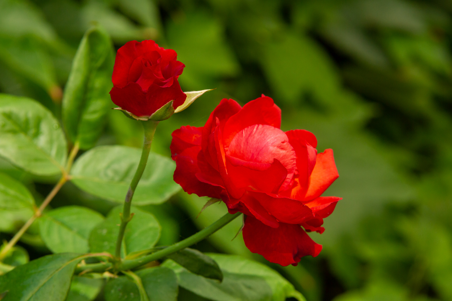 photo "***" tags: nature, macro and close-up, 