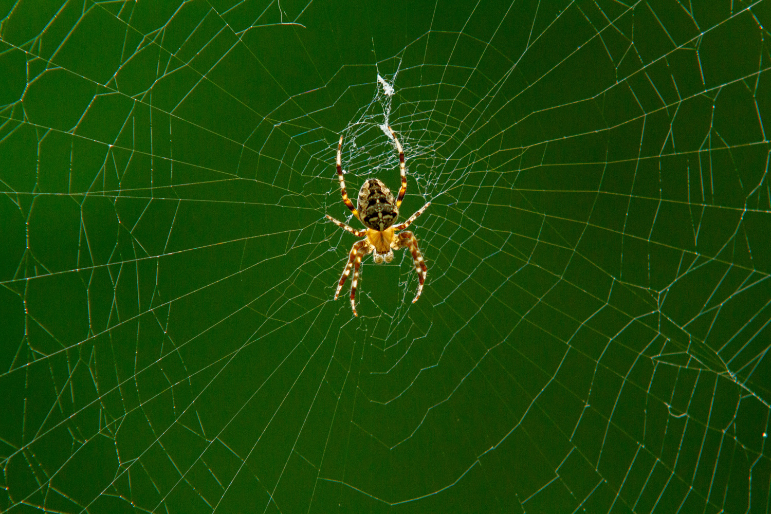 photo "***" tags: macro and close-up, nature, 