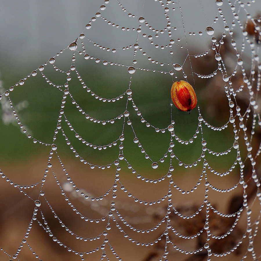 photo "***" tags: nature, fog, morning, август, капли, паутина, роса