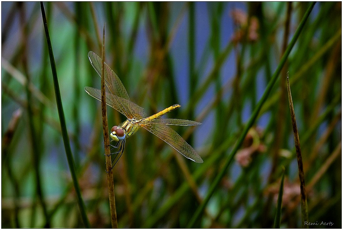 photo "***" tags: macro and close-up, nature, 