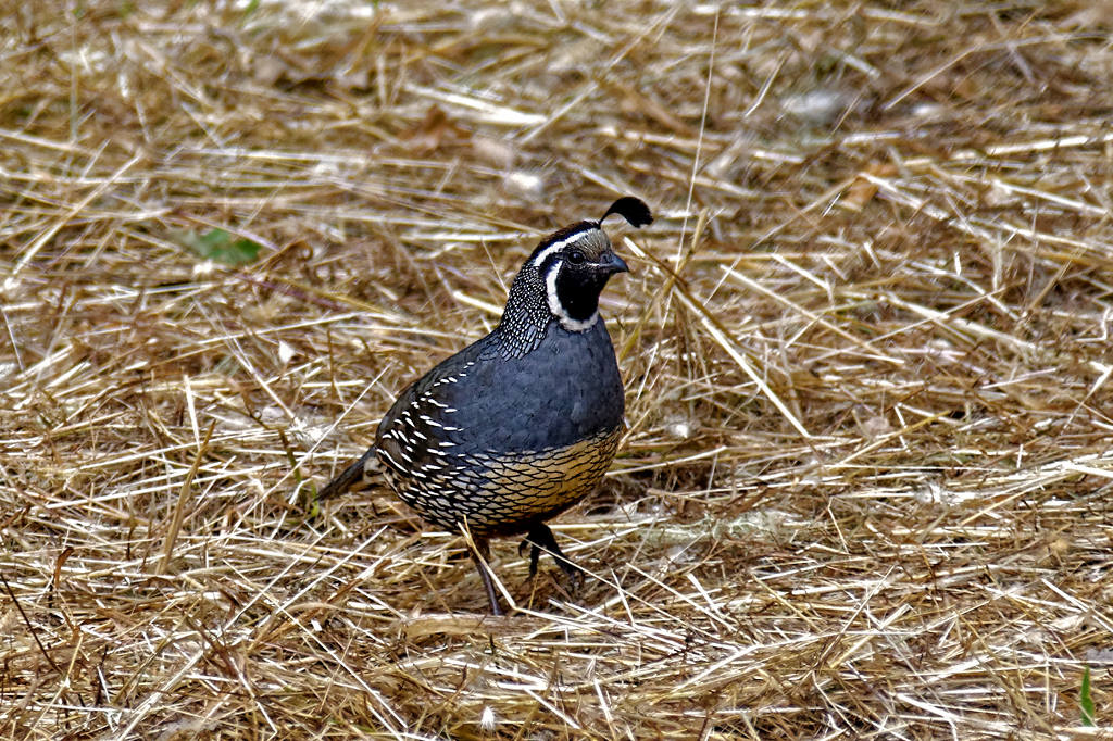 photo "California Quail" tags: nature, misc., wild animals bird fish lake